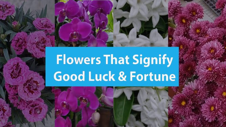 know-the-top-6-flowers-that-signify-good-luck-and-fortune-bgf